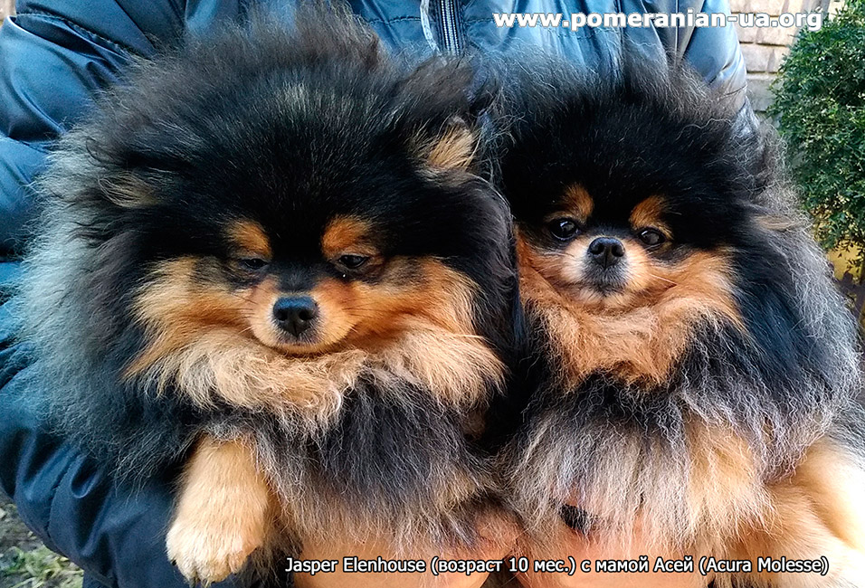 Jasper с мамой Асей